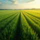 Champs agricoles contrastés avec cultures denses et plantations espacées